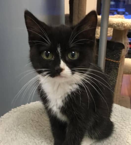 kitten_2