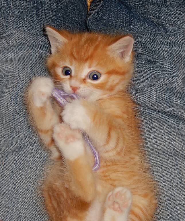 kitten_3.2