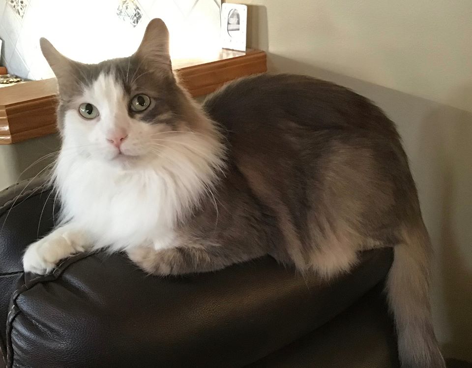 cat-3